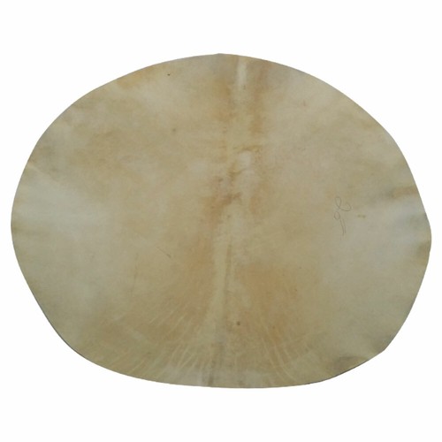 Drum head goat - sd,